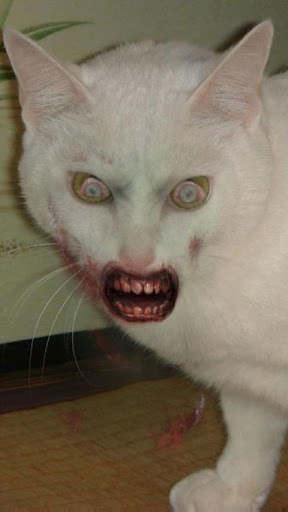 ZombieCat