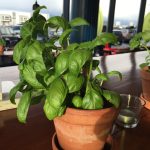 Jú fáðu þér basil